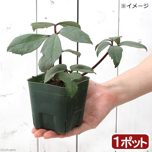 観葉植物 クリスマスローズ エリックスミシ ３号 １ポット チャーム Charm Paypayモール店 通販 Paypayモール