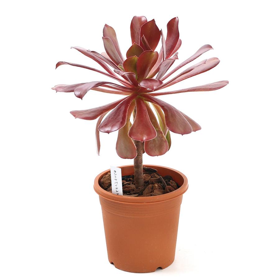 国内正規品 観葉植物 アエオニウム カシミヤバイオレット ４号 １ポット Riosmauricio Com