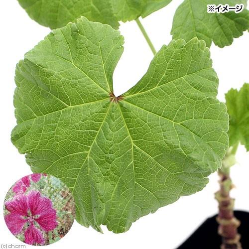 観葉植物 ハーブ苗 マロウ コモンマロウ ３号 １ポット 家庭菜園 Greensidepharmacy Co Za