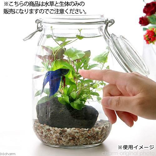 チャーム（charm） （熱帯魚）（水草）私の小さなアクアリウム 〜ベタ