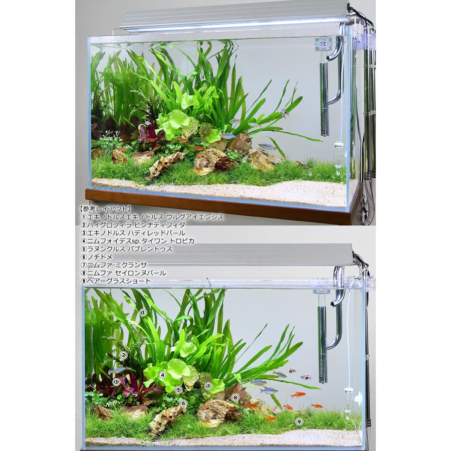 120センチ 水槽セット 生体付き！ 【値段交渉可】【発送可】
