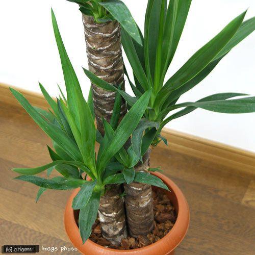 ITANSE 観葉植物 ユッカ(青年の木) 7号プラスチック鉢 1個売り 人気 