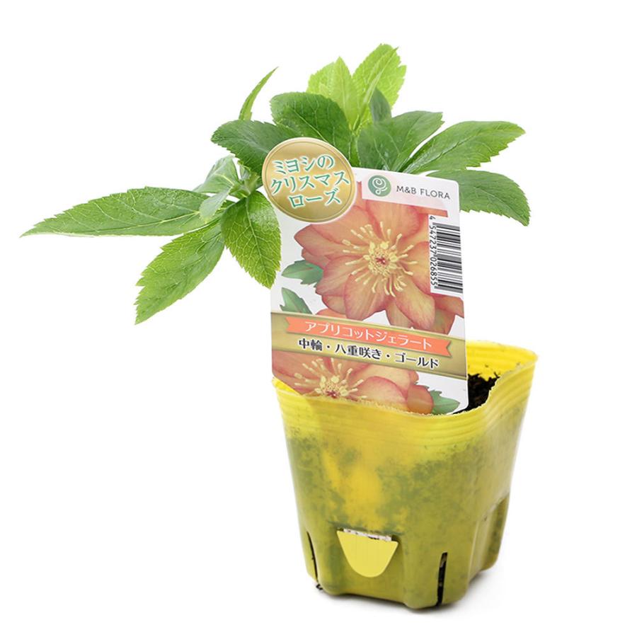 観葉植物 クリスマスローズ アプリコットジェラート ３号 １ポット 北海道冬季発送不可 チャーム Charm Paypayモール店 通販 Paypayモール