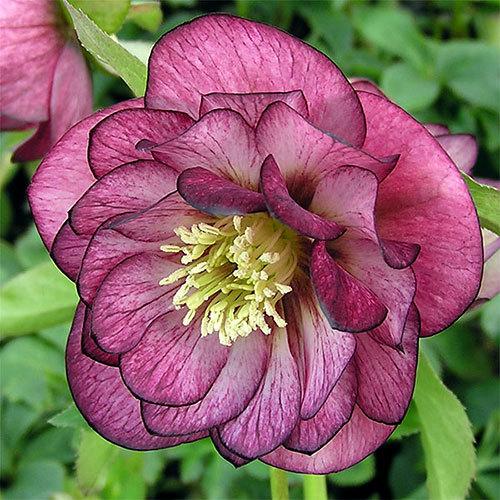 観葉植物 クリスマスローズ エレガンス グレープ ３号 １ポット 北海道冬季発送不可