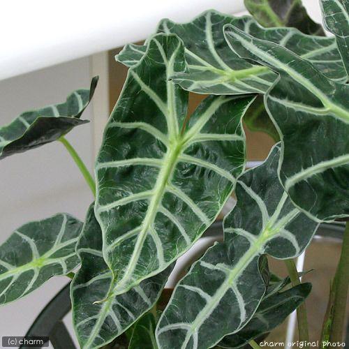 観葉植物 アロカシア ポリー ４号 １鉢 チャーム Charm Paypayモール店 通販 Paypayモール