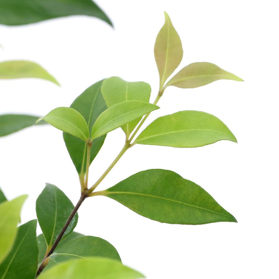 観葉植物 上品 ハーブ苗 シナモンマートル ４号 家庭菜園 １ポット