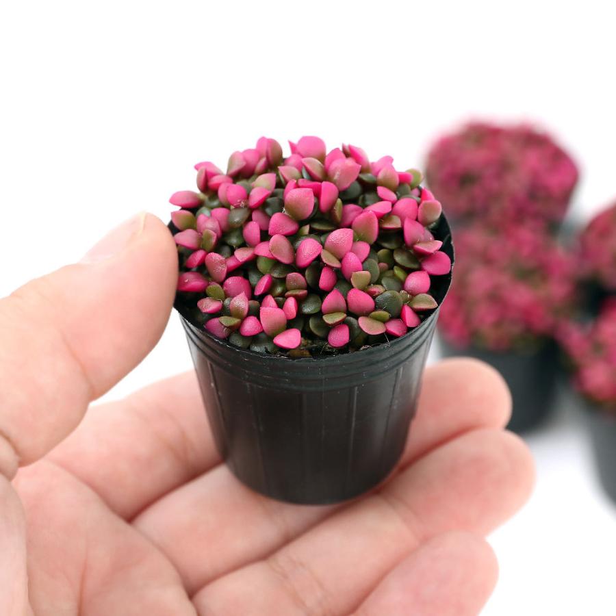 チャーム（charm） （多肉植物）アナカンプセロス 桜吹雪（さくら