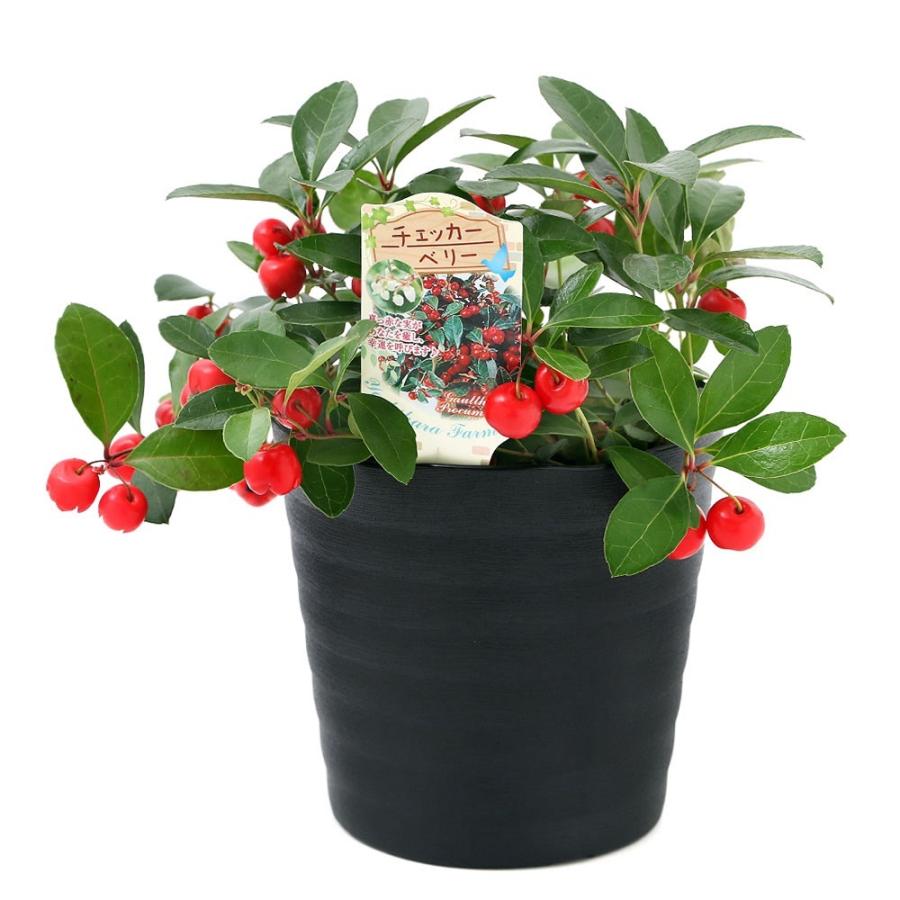 山野草 盆栽 大実ゴールテリア 大実コウジ チェッカーベリー ５号 １鉢 チャーム Charm Paypayモール店 通販 Paypayモール