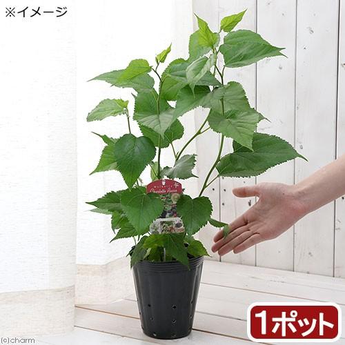 観葉植物 果樹苗 クワ シャルロットリュス 休眠株 ３ ５号 １ポット 家庭菜園 北海道冬季発送不可 チャーム Charm Paypayモール店 通販 Paypayモール