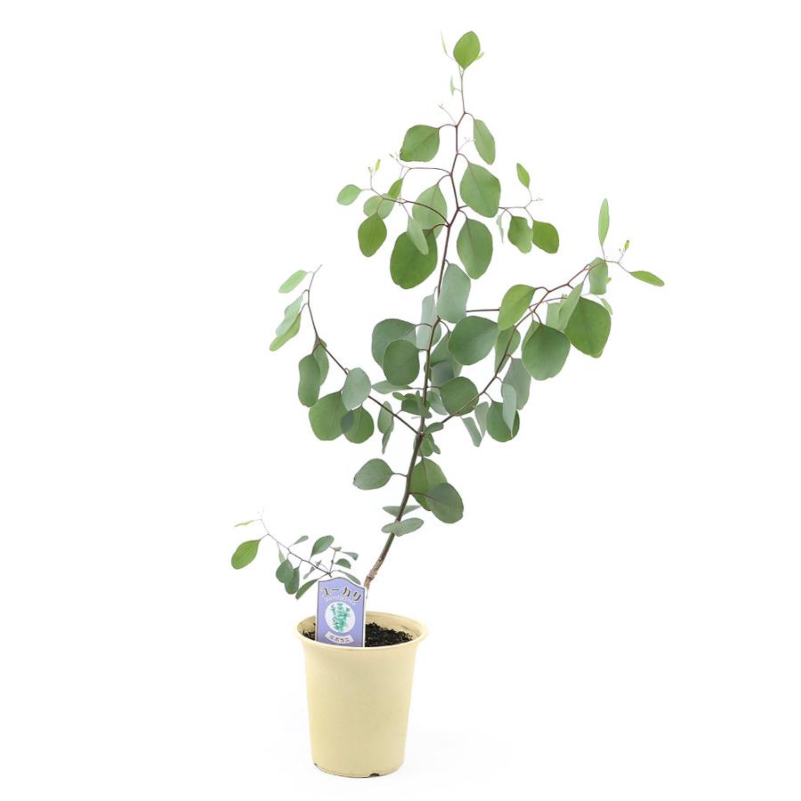 直営店に限定 観葉植物 ユーカリ ポポラス ポリアンセモス ｌサイズ ４号 １ポット 家庭菜園 Wantannas Go Id