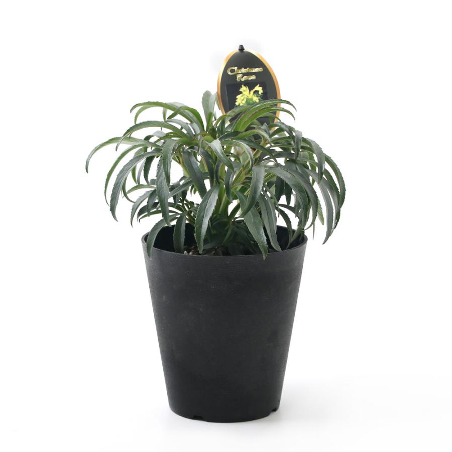 観葉植物 クリスマスローズ フェチダス ソフロン 原種系 ５号 １鉢 チャーム Charm Paypayモール店 通販 Paypayモール