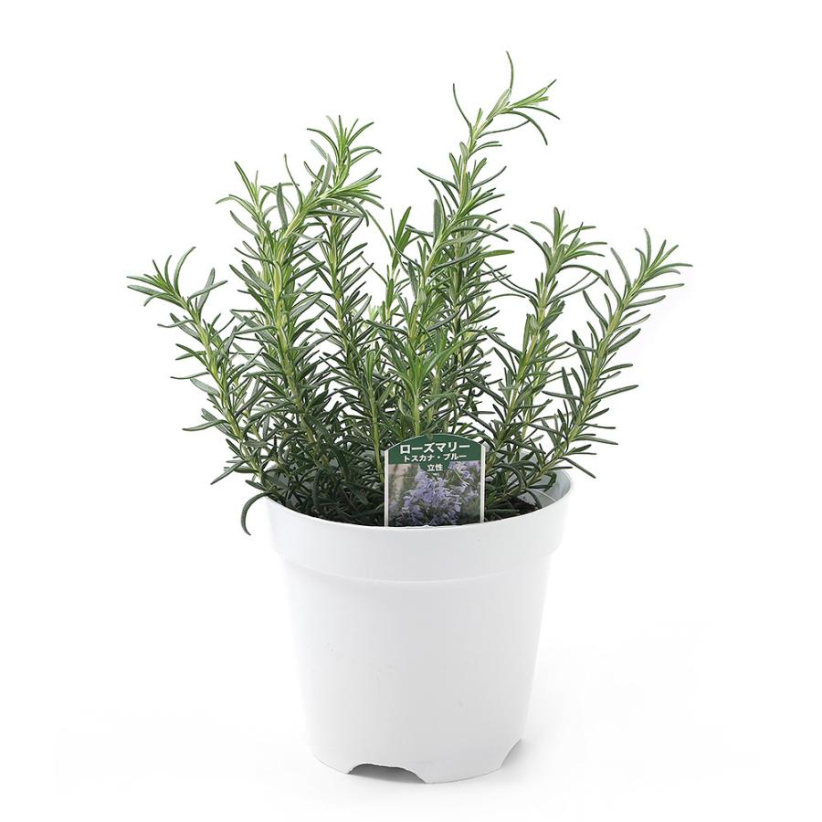 観葉植物 ハーブ苗 ローズマリー トスカナブルー 立性 ５号 １ポット 家庭菜園 北海道冬季発送不可 チャーム Charm Paypayモール店 通販 Paypayモール