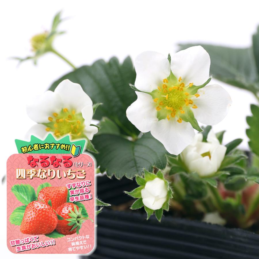 観葉植物 野菜苗 イチゴ なるなる四季成りイチゴ セリーヌ ３ ５号 ５ポット 家庭菜園 いちご苗 チャーム Charm Paypayモール店 通販 Paypayモール
