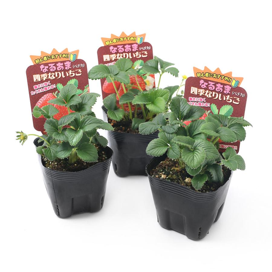 観葉植物 野菜苗 イチゴ なるあま四季成りイチゴ ペチカ ３ ５号 ３ポット 家庭菜園 いちご苗 チャーム Charm Paypayモール店 通販 Paypayモール