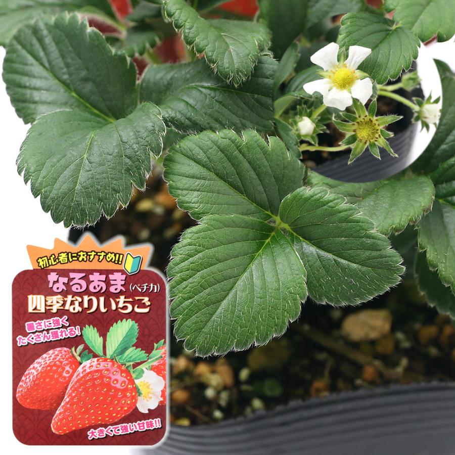 観葉植物 野菜苗 イチゴ なるあま四季成りイチゴ ペチカ ３ ５号 ５ポット 家庭菜園 いちご苗 チャーム Charm Paypayモール店 通販 Paypayモール