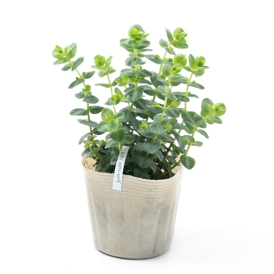 観葉植物 ハーブ苗 オレガノ ミルフィーユリーフ ３号 １ポット 家庭菜園 チャーム Charm Paypayモール店 通販 Paypayモール