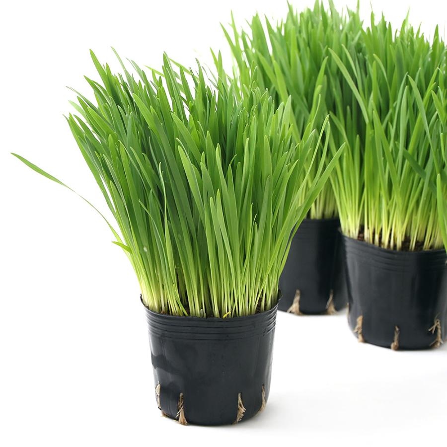 （観葉植物）ペットグラス　燕麦　ネコちゃんの草　３号（５ポット）　無農薬 | チャーム（ペット）