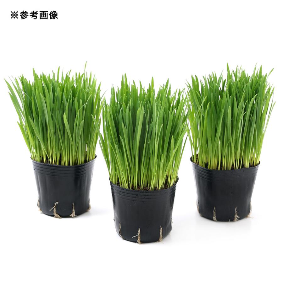 （観葉植物）ペットグラス　燕麦　ネコちゃんの草　３号（５ポット）　無農薬 | チャーム（ペット） | 01