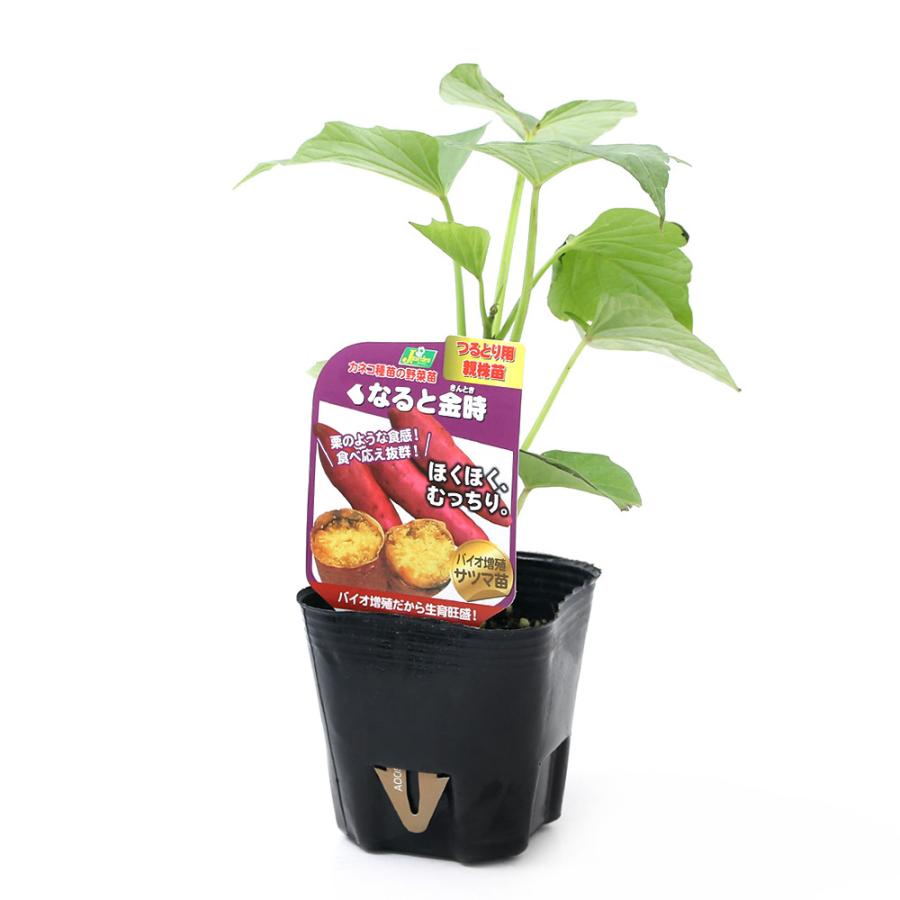 観葉植物 野菜苗 サツマイモ なると金時 ３号 １ポット 家庭菜園 チャーム Charm Paypayモール店 通販 Paypayモール