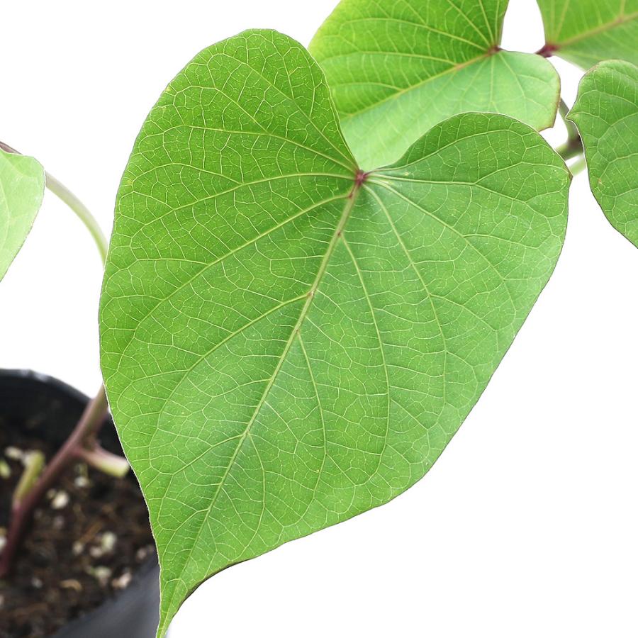 観葉植物 野菜苗 サツマイモ 紅あずま ３号 ３ポット 家庭菜園 チャーム Charm Paypayモール店 通販 Paypayモール