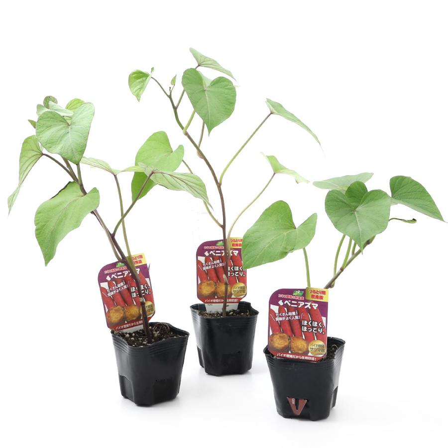 観葉植物 野菜苗 サツマイモ 捧呈 紅あずま ３号 家庭菜園 ３ポット