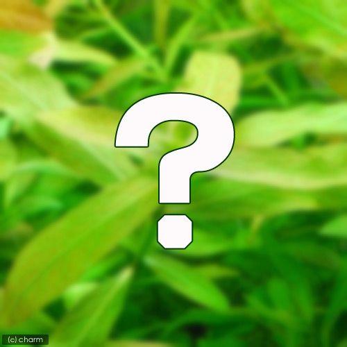 （水草）おまかせハイグロフィラ（水上葉）２種×５本セット（無農薬）（計１０本） | チャーム（ペット）