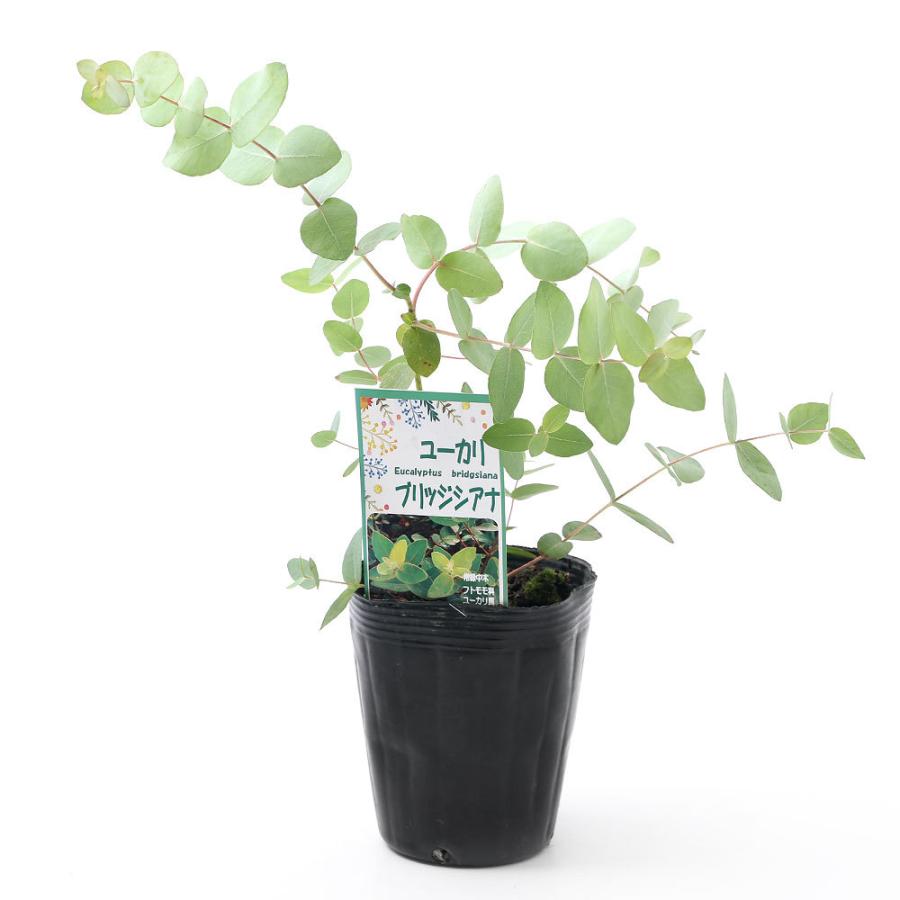 観葉植物 ユーカリ ブリッジシアナ アップルボックス ４号 １ポット 家庭菜園 北海道冬季発送不可 チャーム Charm Paypayモール店 通販 Paypayモール