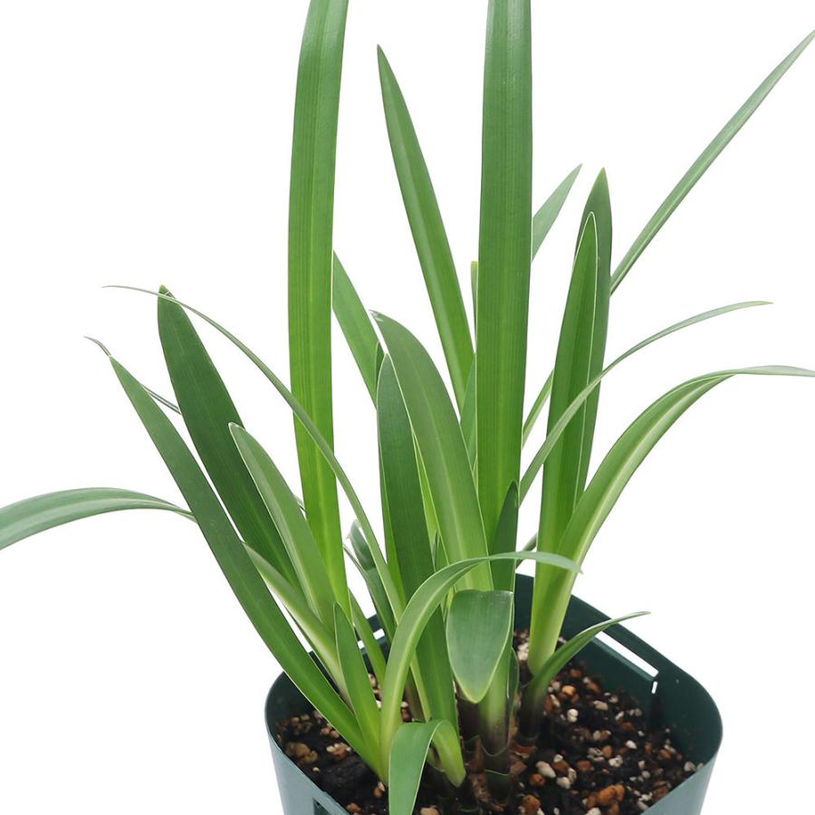 観葉植物 アガパンサス ブリッツプレステージ ４号 １鉢 宿根草 北海道冬季発送不可 チャーム Charm Paypayモール店 通販 Paypayモール