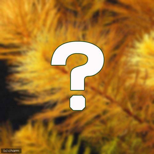 水草 おまかせミリオフィラム 水上葉 ２種 ５本セット 無農薬 計１０本