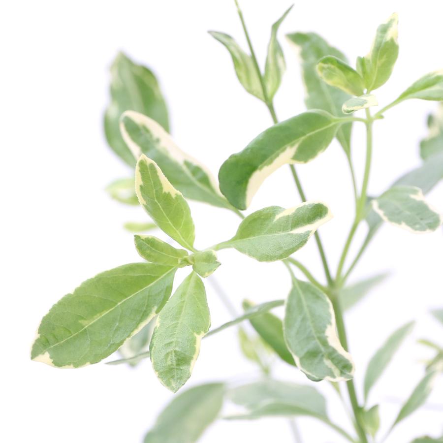 税込 観葉植物 ハーブ苗 セージ チェリーセージ 斑入りレッド ３号 １ポット 家庭菜園