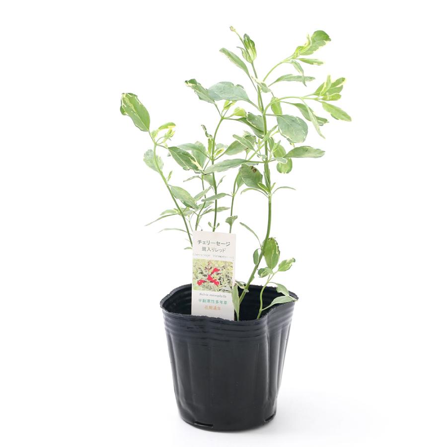 観葉植物 ハーブ苗 セージ チェリーセージ 斑入りレッド ３号 １ポット 家庭菜園 チャーム Charm Paypayモール店 通販 Paypayモール