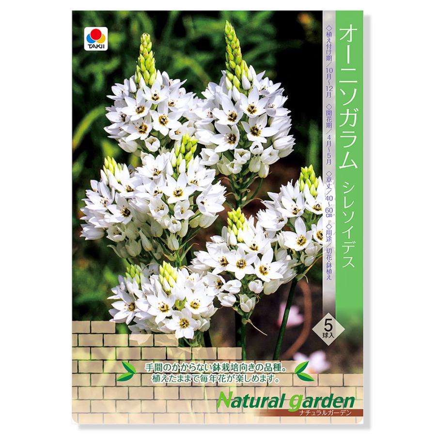 観葉植物 オーニソガラム球根 シレソイデス ５球詰 １袋 切り花向き ナチュラルガーデン チャーム Charm Paypayモール店 通販 Paypayモール