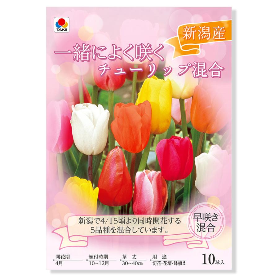 観葉植物 チューリップ球根 一緒によく咲くチューリップ混合 早咲き混合 １０球詰 １袋 チャーム Charm ヤフー店 通販 Yahoo ショッピング