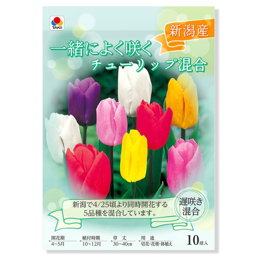 観葉植物 チューリップ球根 一緒によく咲くチューリップ混合 遅咲き混合 １０球詰 １袋 チャーム Charm ヤフー店 通販 Yahoo ショッピング