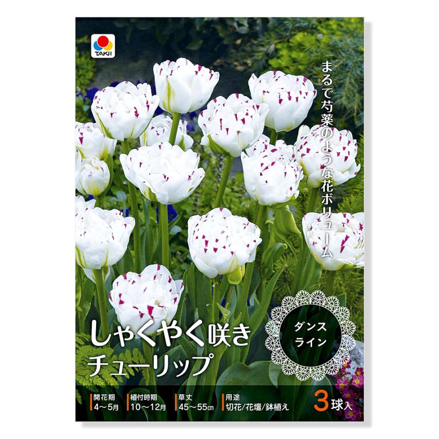 観葉植物 チューリップ球根 しゃくやく咲きチューリップ ダンスライン １袋 古典 ３球詰 北海道冬季発送不可