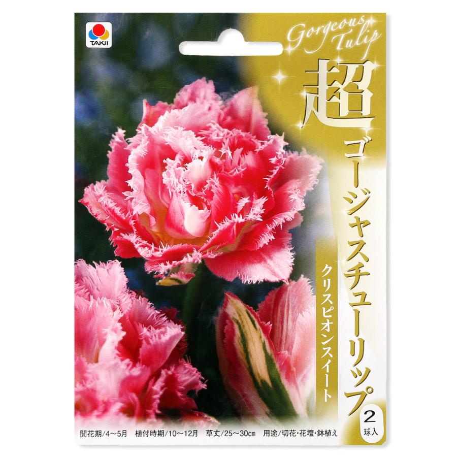 観葉植物 チューリップ球根 超ゴージャスチューリップ クリスピオンスイート ３球詰 １袋 北海道