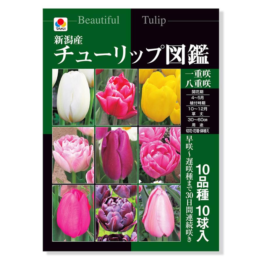 観葉植物 球根 チューリップ 新潟産チューリップ図鑑 １０球詰 １袋 チャーム Charm ヤフー店 通販 Yahoo ショッピング