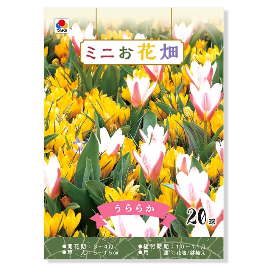 観葉植物 チューリップ球根 ミニお花畑 うららか ２０球詰 １袋 北海道冬季発送不可 チャーム Charm Paypayモール店 通販 Paypayモール