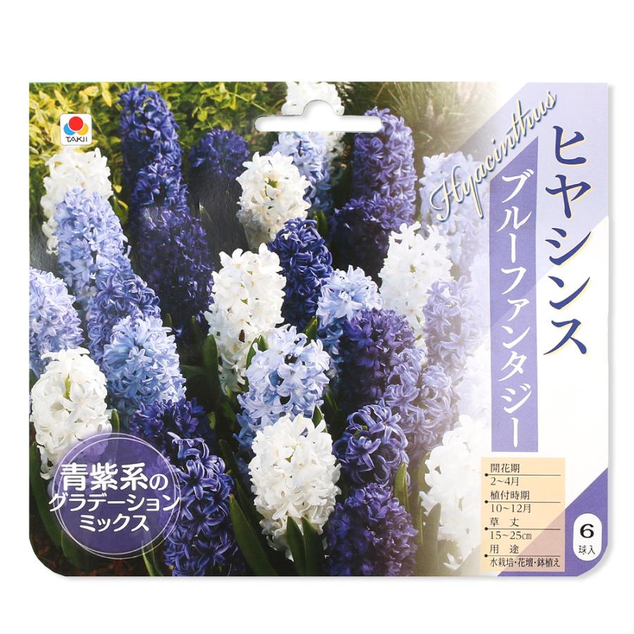 観葉植物 ヒヤシンス球根 ブルーファンタジー ８球詰 １袋 チャーム Charm Paypayモール店 通販 Paypayモール