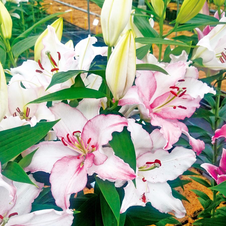 絶妙なデザイン 観葉植物 ユリ球根 カメレオン １球詰 １袋 Riosmauricio Com