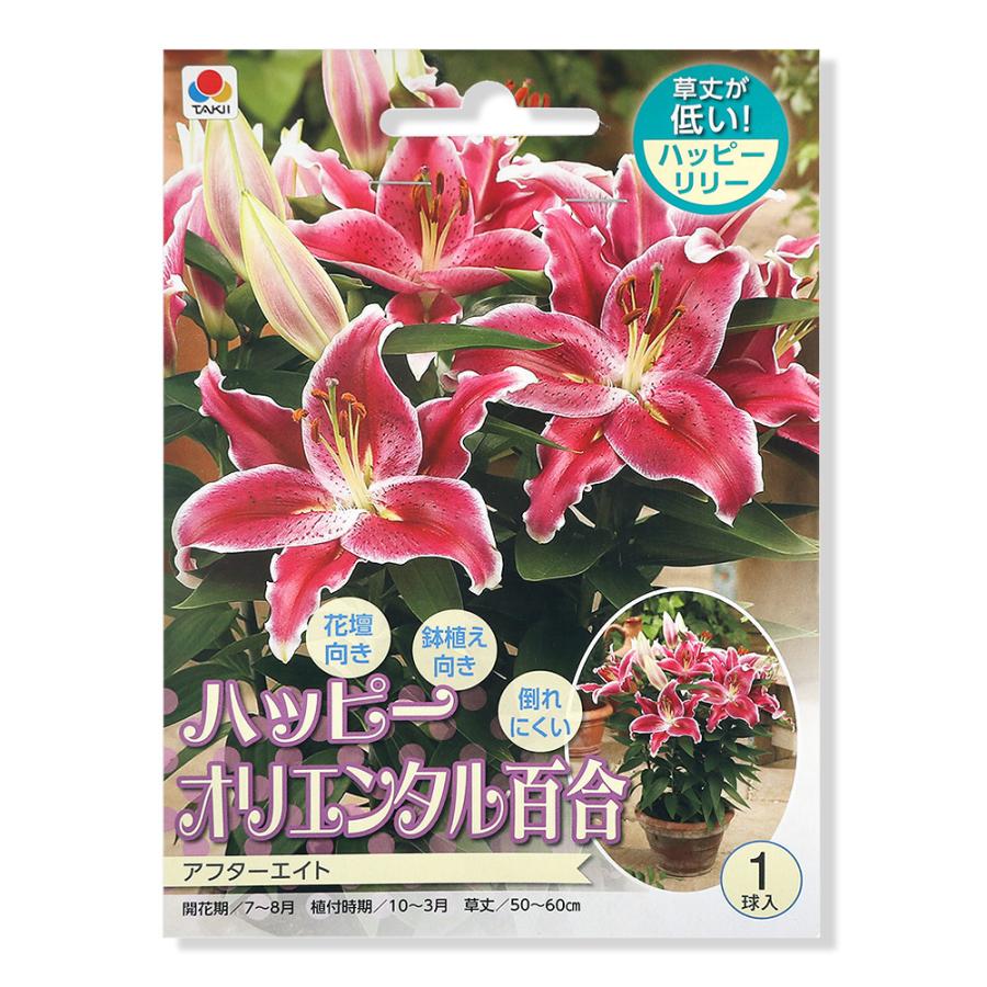 観葉植物 ユリ球根 ハッピーオリエンタルリリー アフターエイト １球詰 １袋 花