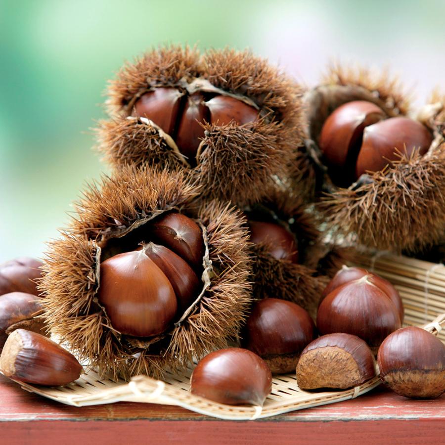 観葉植物 果樹苗 栗 ぽろたん ４号 １鉢 登録品種 接ぎ木 北海道冬季発送不可