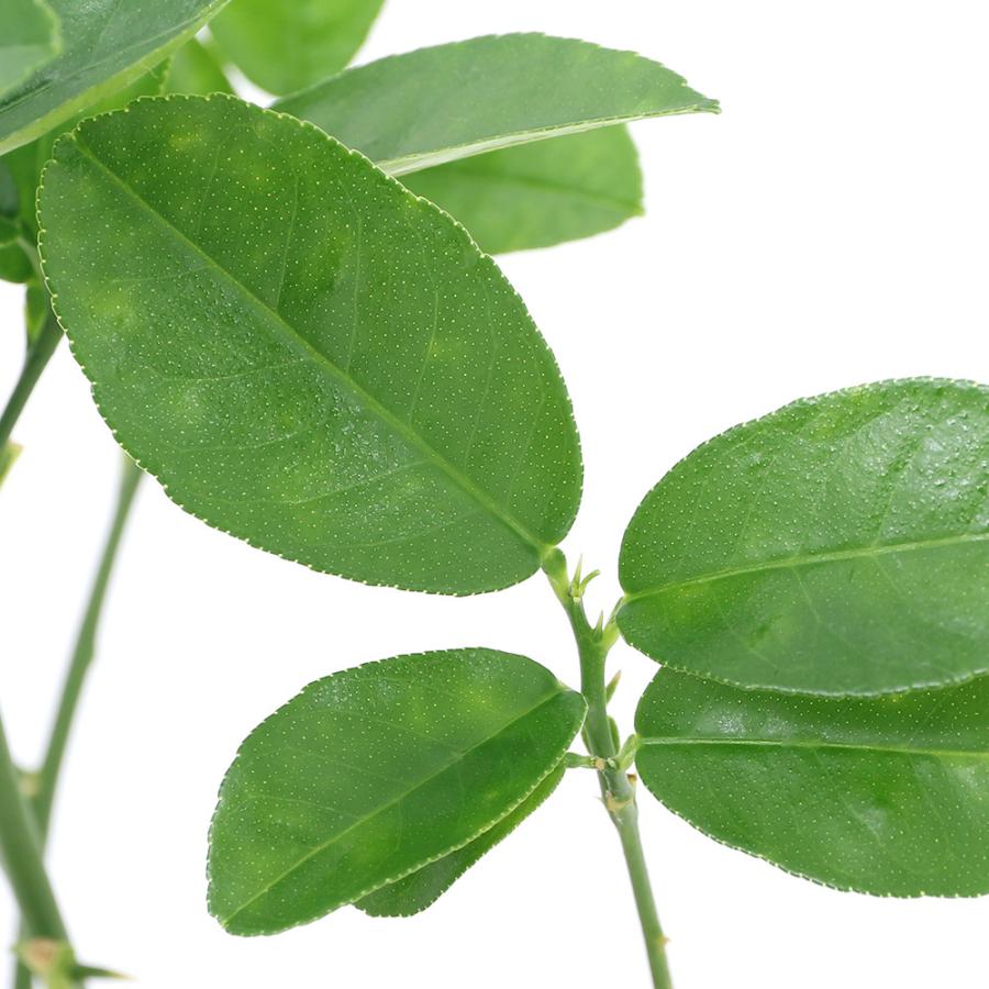 観葉植物 果樹苗 レモン よっちゃんお勧め ジャンボレモン ３号 １ポット 家庭菜園