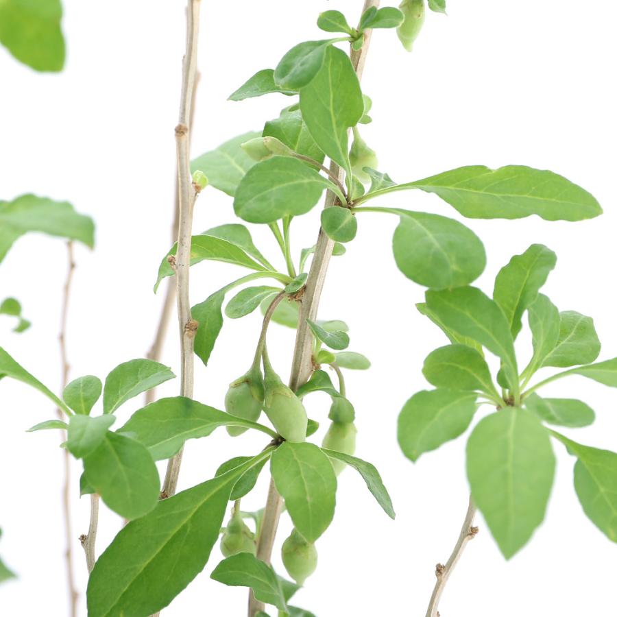 待望 観葉植物 果樹苗 クコの木 ヒマラヤンゴジベリー ４号 １ポット 家庭菜園 Aynaelda Com