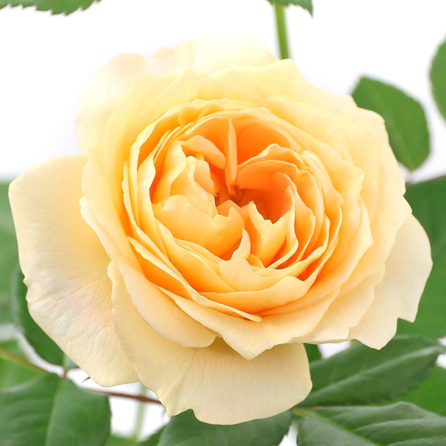 観葉植物 バラ苗 デルバール ラ ドルチェ ヴィータ 開花終了株 ６号 １鉢 ｐｖｐ 登録品種 北海道冬季発送不可 花 Vest Doctum Edu Br