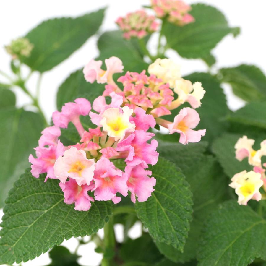 観葉植物 ランタナ メガドーム ピーチバイカラー 休眠株 ３ ５号 １ポット 北海道冬季発送不可 チャーム Charm ヤフー店 通販 Yahoo ショッピング
