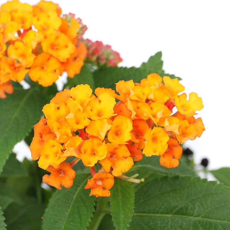 観葉植物 ランタナ ランタナンテ コンパクト オレンジ 休眠株 ３ ５号 １ポット チャーム Charm ヤフー店 通販 Yahoo ショッピング