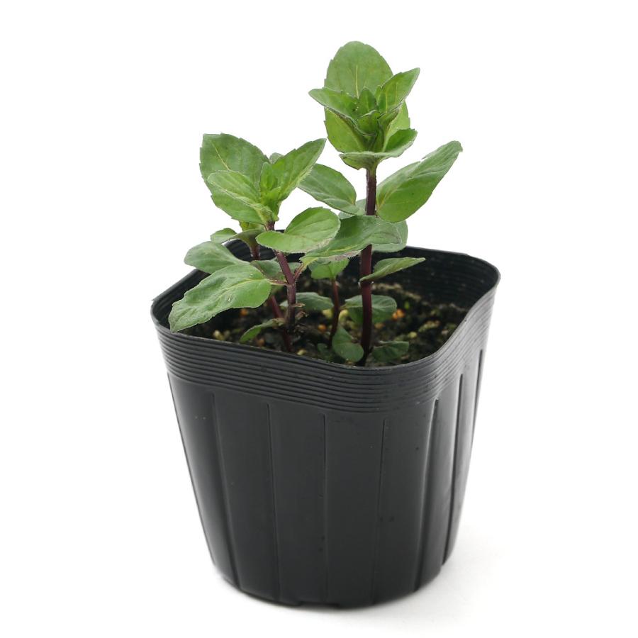 (観葉植物)ハーブ苗 ミント ニホンハッカ 南アルプス 3号(1ポット) 家庭菜園|chanet|02