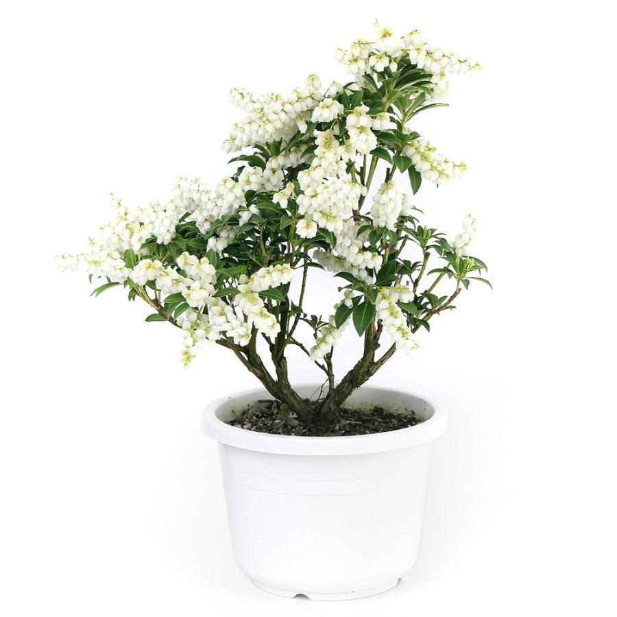 最新作の 盆栽 アセビ 馬酔木 屋久島アセビ 白花 ７号 １鉢 Wantannas Go Id