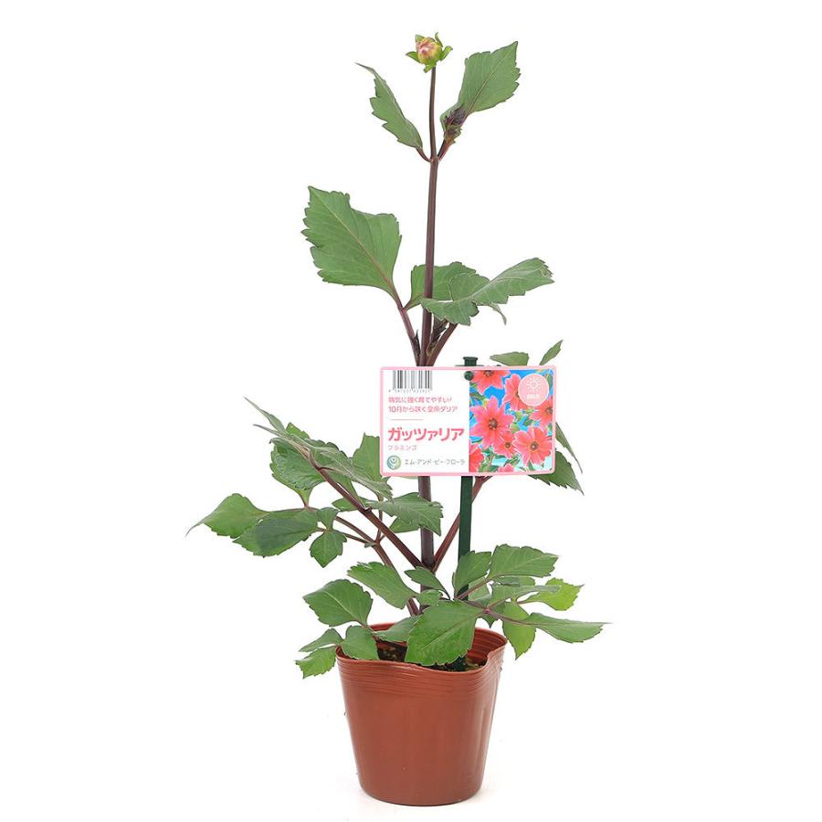 偉大な 観葉植物 ガッツァリア フラミンゴ ４号 １ポット ｐｖｐ 品種登録出願中 Rmladv Com Br